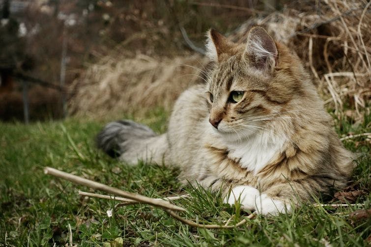 a cat laying in the grass next to a stick