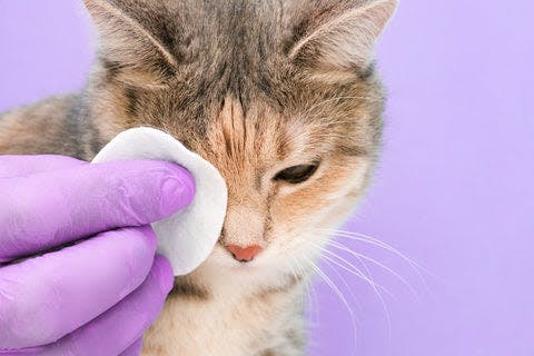 a person in purple gloves cleaning a cat's face