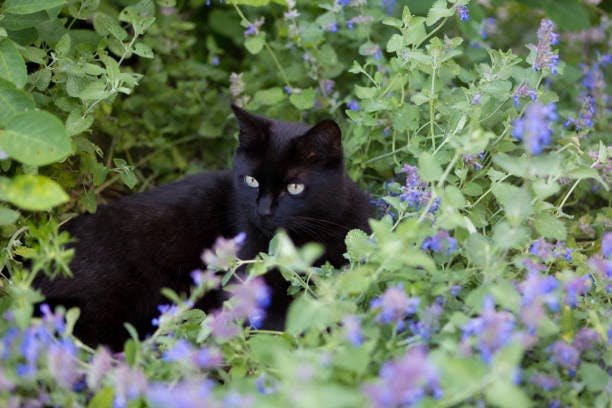 a black cat sitting in a field of flowers
