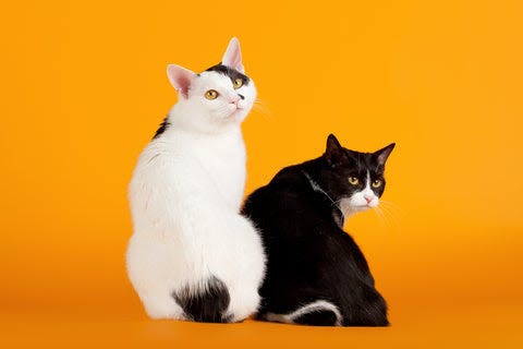 two black and white cats sitting next to each other