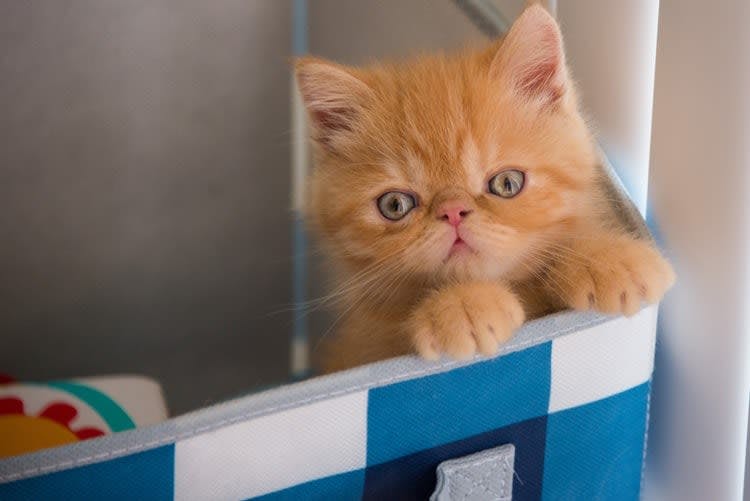 a small orange kitten sitting in a blue and white basket