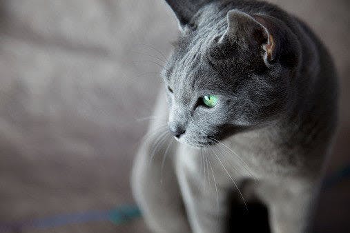 a gray cat with green eyes standing on a couch