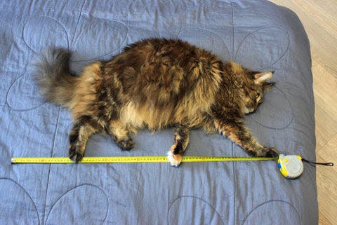 a cat laying on top of a bed next to a measuring tape