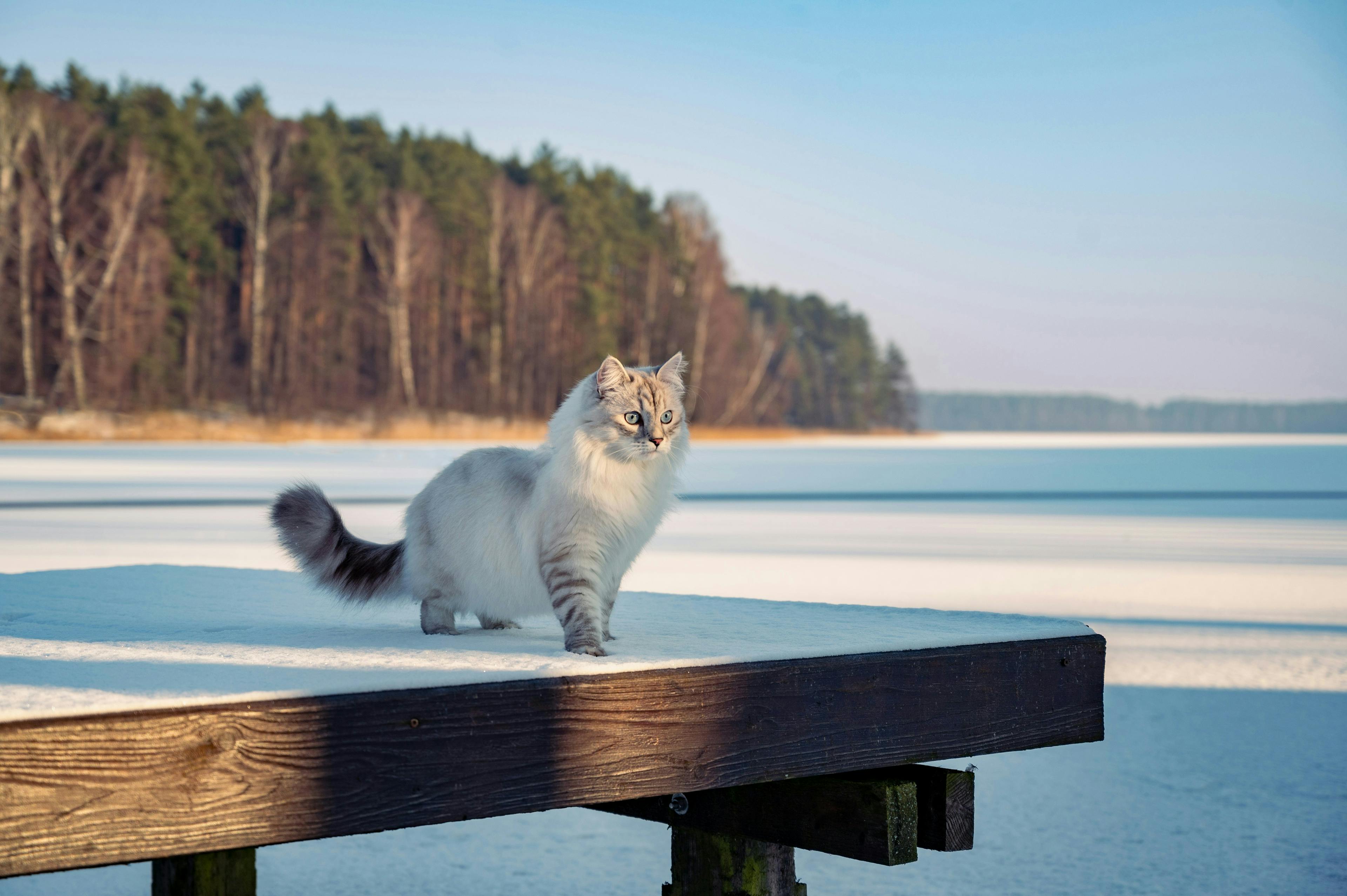 Siberian Cats: Breed Overview and Key Traits