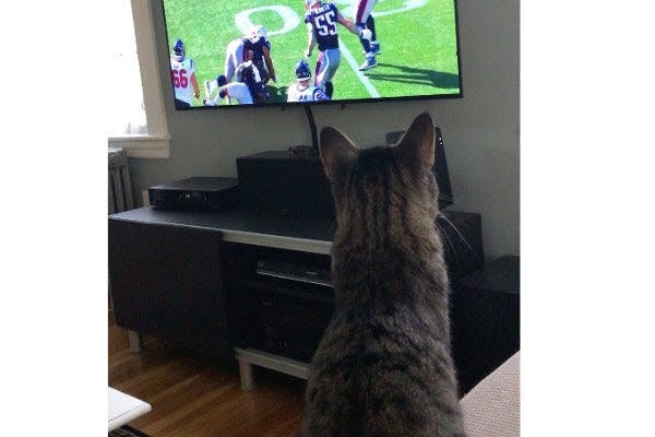a cat sitting in front of a tv watching a football game