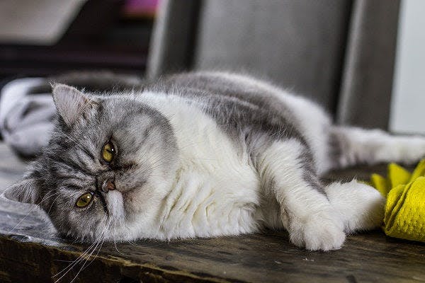 a gray and white cat laying on top of a wooden table