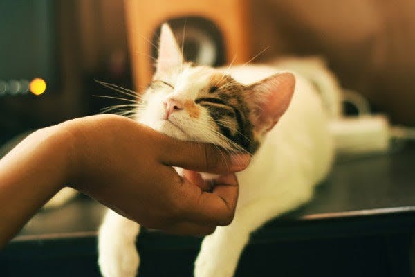 a cat laying on top of a person's hand