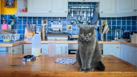 a grey cat sitting on a kitchen counter