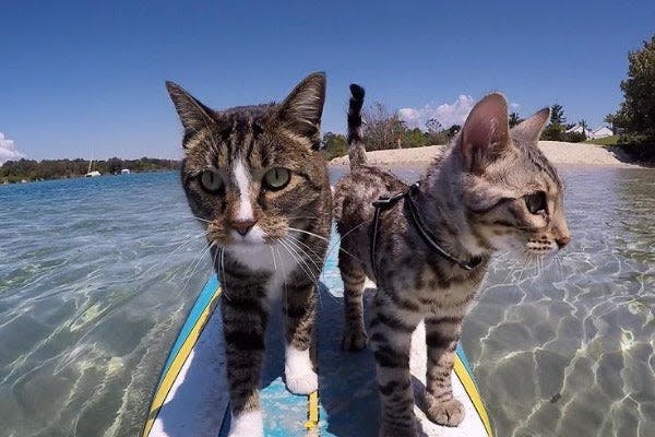 a couple of cats standing on top of a surfboard