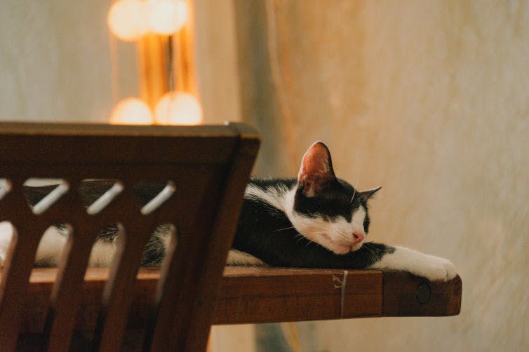 a black and white cat laying on top of a wooden chair