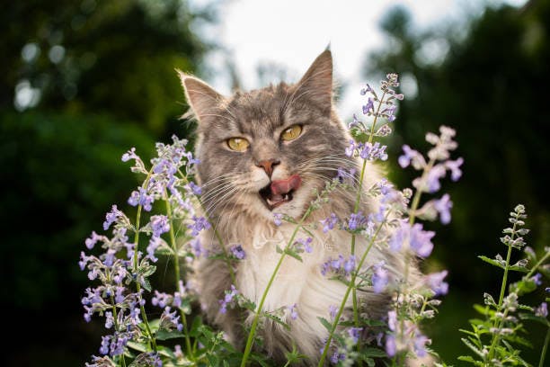a gray and white cat sitting in a field of purple flowers