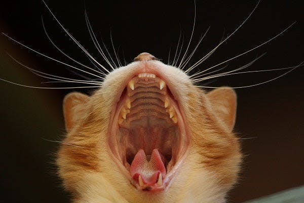 a close up of a cat with its mouth open