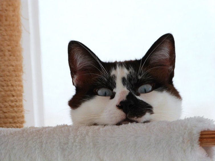 a black and white cat laying on top of a cat tree