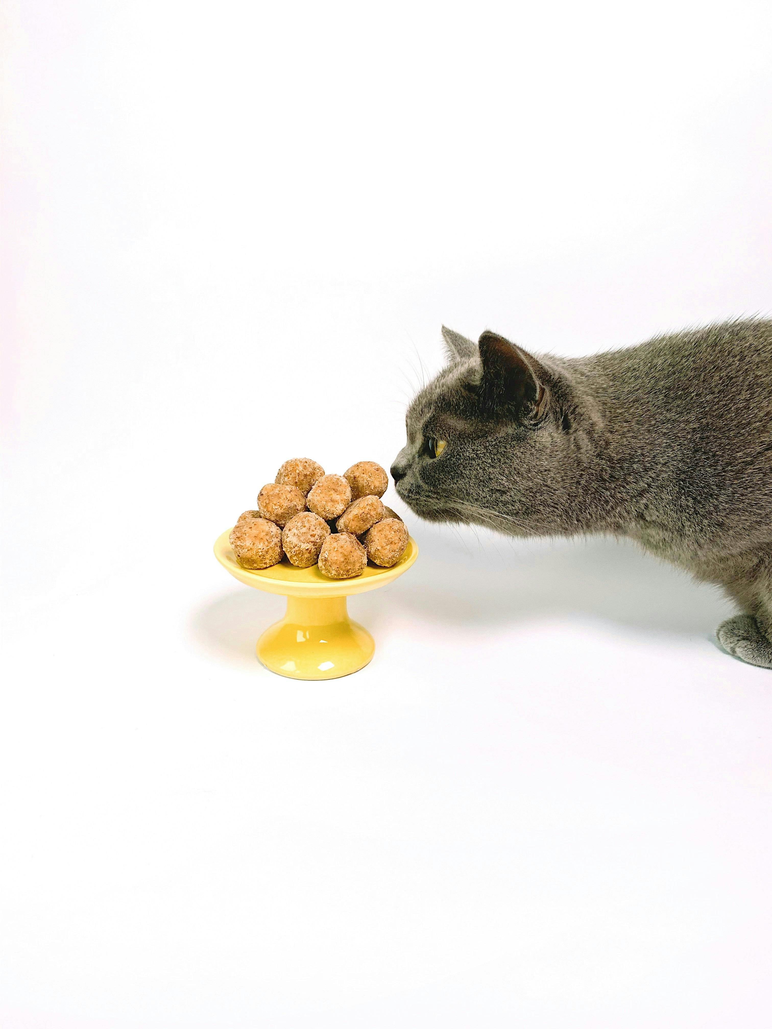 Why Won’t My Cat Eat Wet Food?