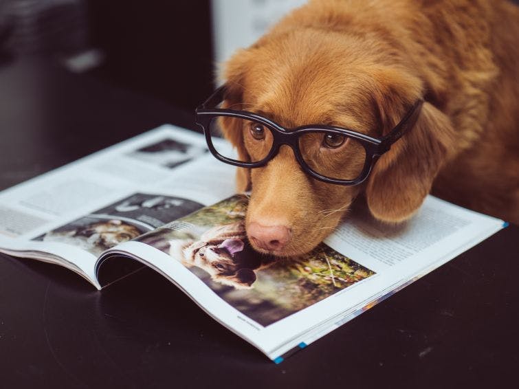 a brown dog wearing glasses laying on top of a book