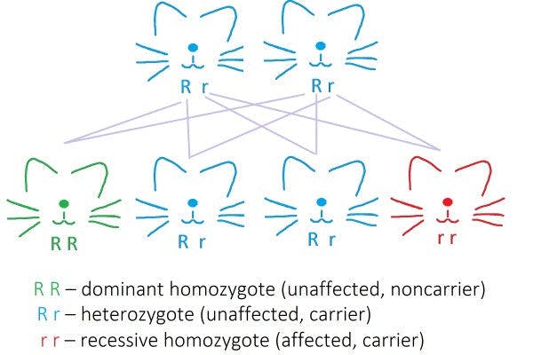 a diagram of a cats gene inheritance