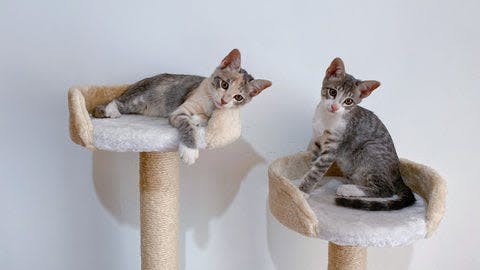 a couple of cats sitting on top of a cat tree