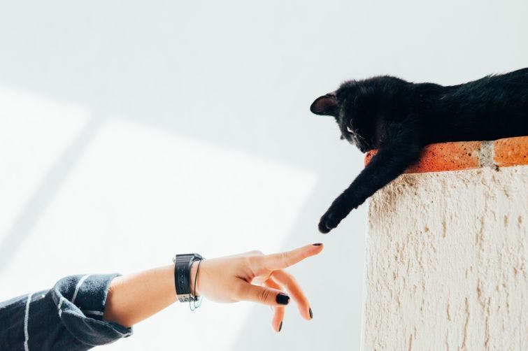 a person reaching out to pet a black cat