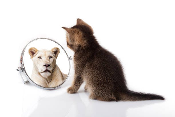 a cat looking at its reflection in a mirror