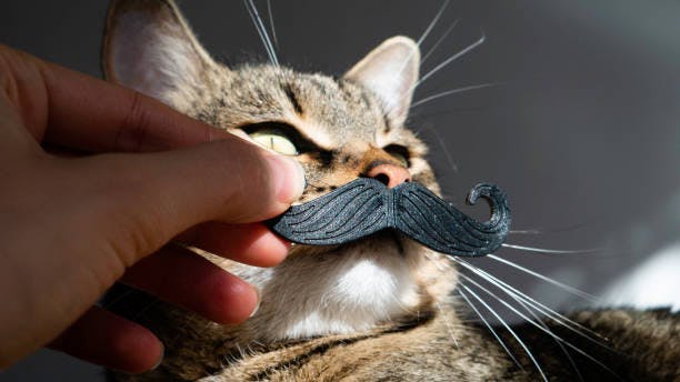 a cat with a fake moustache on it's nose