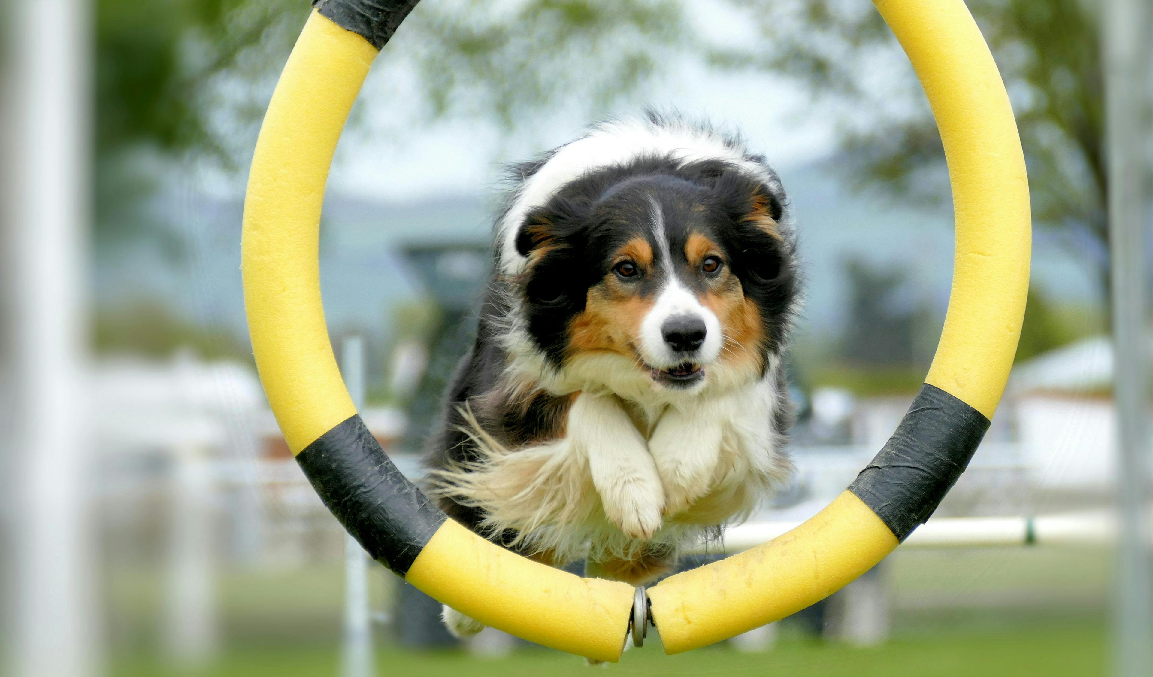 Dog Agility Training: A Comprehensive Guide