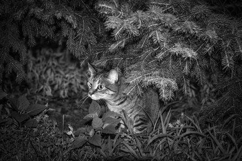 a black and white photo of a cat in the woods