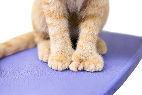 a cat sitting on top of a blue mat