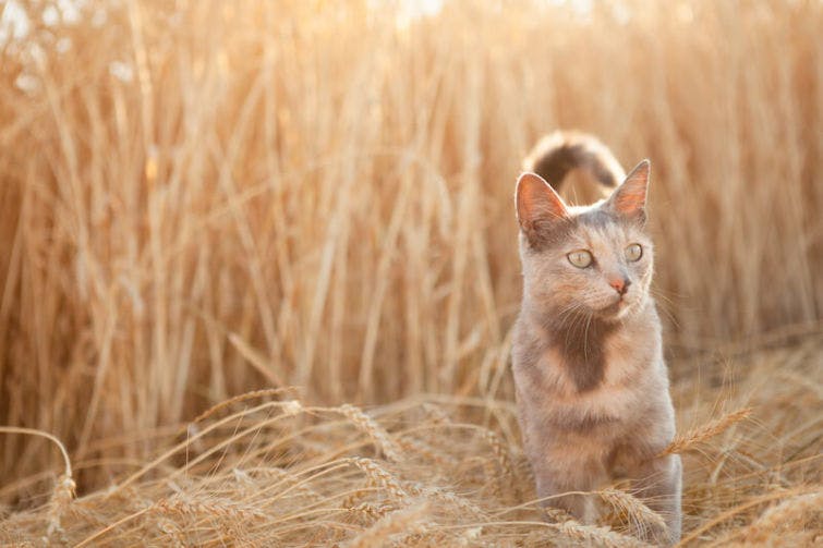 a cat standing in a field of tall grass