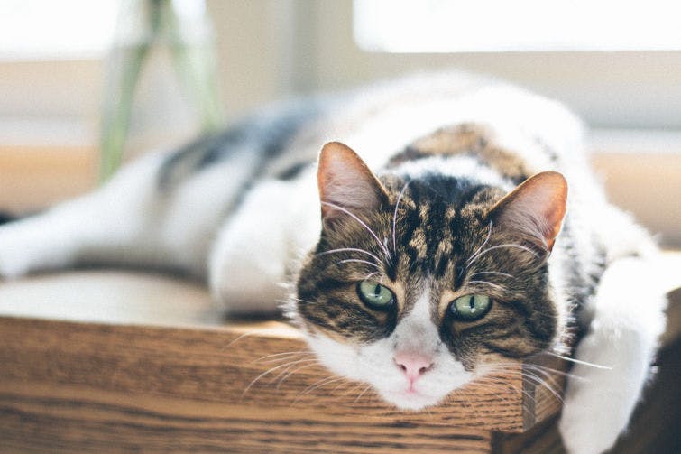 a cat laying on top of a wooden table