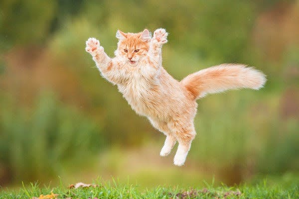 a cat jumping in the air with its paws in the air