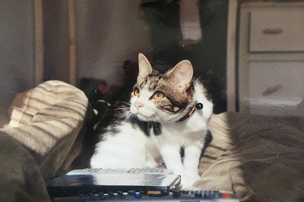a cat sitting on top of a laptop computer