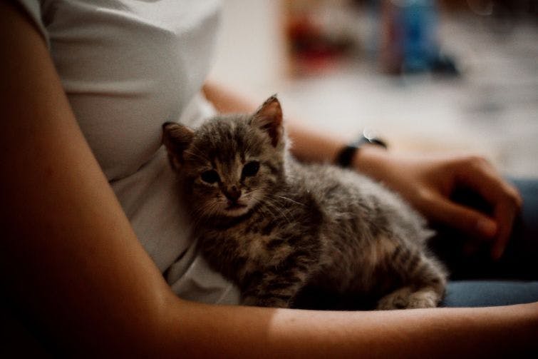 a person holding a small kitten in their lap