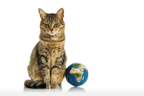 a cat sitting next to a small earth globe