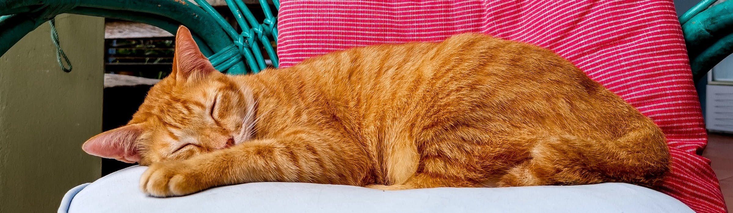 What Do Cats Like? 10 Cat-Tastic Pleasures That Will Melt Their Hearts!