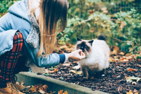 a woman petting a cat in a garden