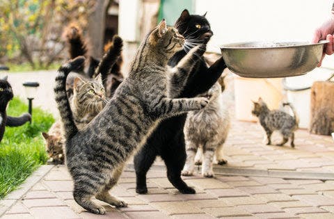 a group of cats standing on their hind legs