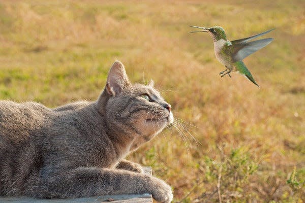 a cat laying on top of a wooden table next to a bird