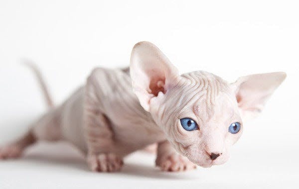 a white cat with blue eyes standing on a white surface