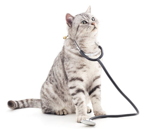 a cat with a stethoscope on its neck