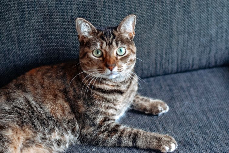 a cat sitting on a couch looking at the camera