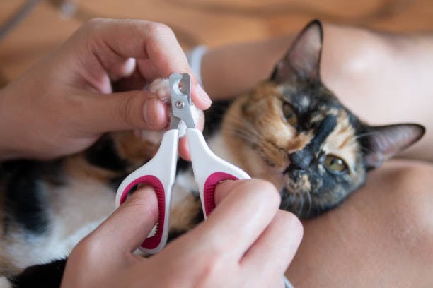 a person holding a pair of scissors over a cat
