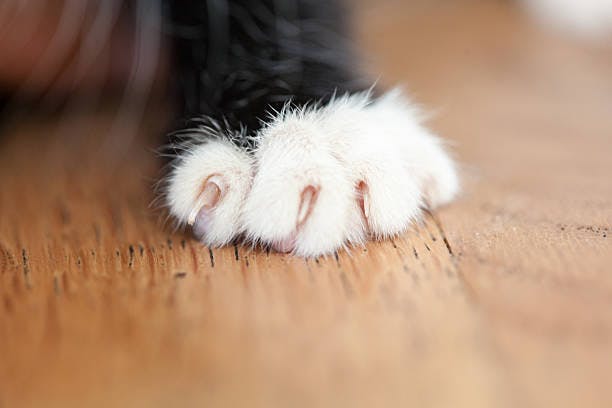 a close up of a cat's paw on a wooden floor