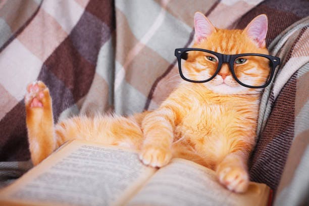 a cat wearing glasses laying on a couch reading a book