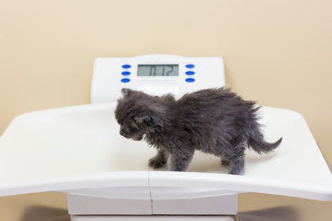a kitten is standing on a bathroom scale