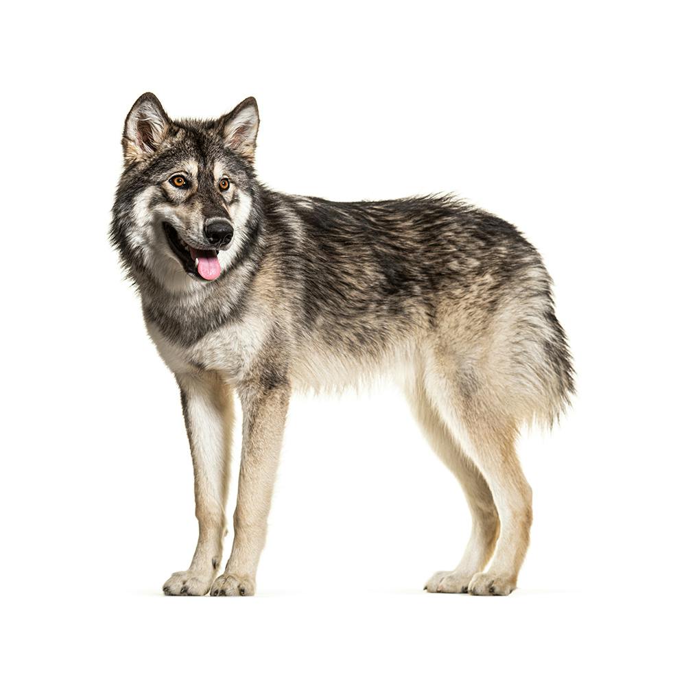 Northern Inuit Dog
