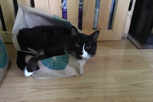 a black and white cat laying in a paper bag