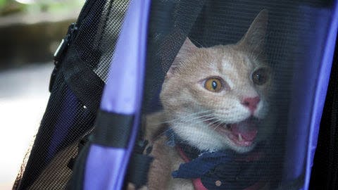 a cat in a stroller with its mouth open