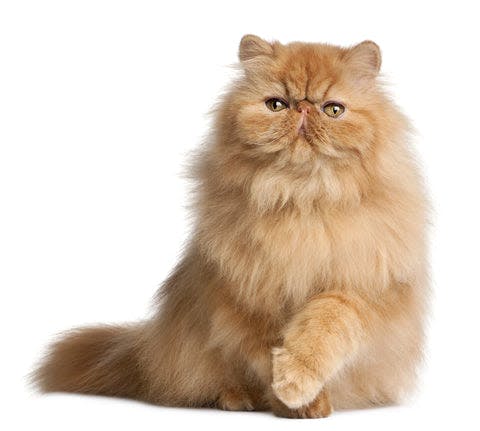 a fluffy orange cat sitting on its hind legs