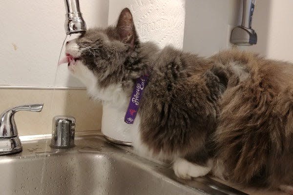 a cat drinking water from a faucet in a sink