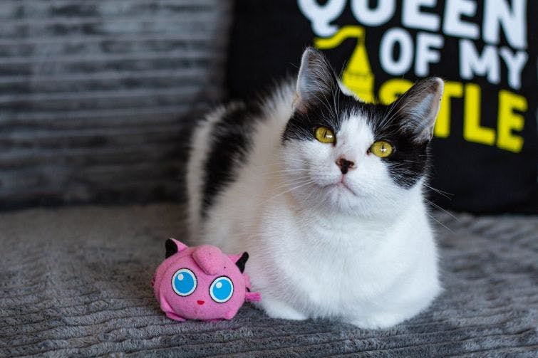a black and white cat laying next to a pink toy